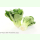 Asia-Gemüse White Celery Mustard - Pak Choi (Bio-Saatgut)