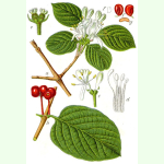 Lonicera xylosteum - Rote Heckenkirsche (Saatgut)