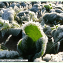 SET Wintergrün II: 12 Gemüse und Kräuter für kalte Tage