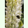 Lupinus albus - Weiße Lupine (Saatgut)