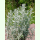 Artemisia ludoviciana - Hohe Silberraute (Saatgut)