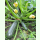 Zucchini Zarte Grüne (Bio-Saatgut)
