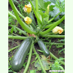 Zucchini Black Beauty (Bio-Saatgut)