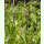 Panicum virgatum - Rutenhirse (Bio-Saatgut)