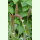 Setaria italica - Kolbenhirse (Bio-Saatgut)