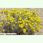 Helichrysum plicatum - Gefaltete Strohblume (Saatgut)