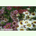Chrysanthemum carinatum - Bunte Margerite (Bio-Saatgut)