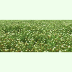 Trifolium alexandrinum Kultursorte - Alexandriner Klee (Bio-Saatgut)