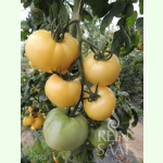 Tomate White Sensation - Salat-Tomate (Bio-Saatgut)