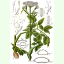 Angelica palustris - Sumpf-Engelwurz (Bio-Saatgut)