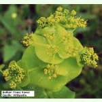 Smyrnium perfoliatum - Stängelumfassende Gelbdolde (Saatgut)