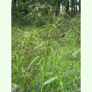 Scirpus sylvaticus - Wald-Simse (Bio-Saatgut)
