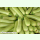 Zucchini Alberello (Bio-Saatgut)