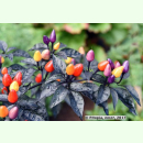 Chili Lila Luzi - Capsicum frutescens (Bio-Saatgut)