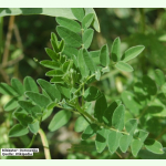 Astragalus mongholicus BLBP 04 - Chinesischer Tragant (Bio-Saatgut)