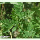 Astragalus mongholicus BLBP 04 - Chinesischer Tragant...