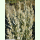 Artemisia cana - Silber-Beifuß (Saatgut)