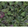 Hieracium maculatum Leopard - Geflecktes Habichtskraut (Saatgut)