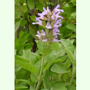 Salvia officinalis Extrakta - Echter Salbei (Saatgut)