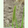 Setaria viridis - Grüne Borstenhirse (Saatgut)