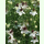 Nigella papillosa African Bride - Bauernschwarzkümmel (Bio-Saatgut)