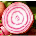 Rübe Tondo di Chioggia - Rote Bete (Bio-Saatgut)