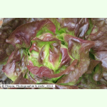 Salat Brune dhiver - Kopfsalat (Saatgut)
