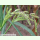 Echinochloa crus-galli - Hühnerhirse (Saatgut)