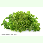 Salat Piro - Eichblattsalat (Bio-Saatgut)