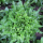 Salat Till - Pflücksalat (Bio-Saatgut)