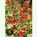 Salvia coccinea - Blutsalbei (Saatgut)
