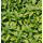 Ocimum basilicum "Sweet Dany - Zitronen-Basilikum (Bio-Saatgut)