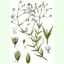 Stellaria graminea - Gras-Sternmiere (Bio-Saatgut)