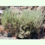 Artemisia nova - Schwarzer Beifuß (Saatgut)