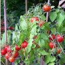 Tomate Balkonzauber - Buschtomate (Bio-Saatgut)