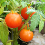 Tomate Balconi Red - Buschtomate (Bio-Saatgut)