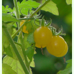Tomate Pendulina - Buschtomate (Bio-Saatgut)