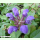 Prunella grandiflora - Großblütige Braunelle (Bio-Saatgut)