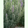 Lavandula dentata - Französischer Lavendel (Saatgut)