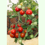 Tomate Himbeerfarbige - Buschtomate (Saatgut)