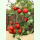 Tomate Himbeerfarbige - Buschtomate (Saatgut)