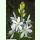 Anthericum ramosum - Rispige Graslilie (Saatgut)