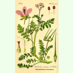 Erodium cicutarium - Gewöhnlicher Reiherschnabel (Saatgut)