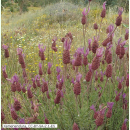 Lavandula stoechas ssp. pedunculata - Spanischer Lavendel...