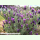 Lavandula stoechas ssp. stoechas - Italienischer Lavendel (Saatgut)