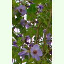 Abutilon vitifolium - Weinblättrige Schönmalve...