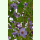 Abutilon vitifolium - Weinblättrige Schönmalve (Saatgut)