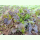 Asia-Gemüse Purple Wave - Blattsenf (Bio-Saatgut)