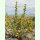 Scolymus hispanicus - Spanische Golddistel (Saatgut)