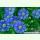 Brachyscome iberidifolia Blausternchen - Blaues Gänseblümchen (Saatgut)